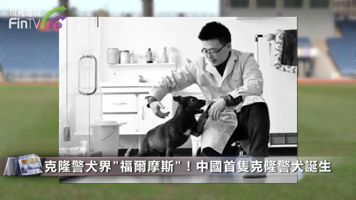 克隆警犬界“福爾摩斯”！中國首隻克隆警犬誕生