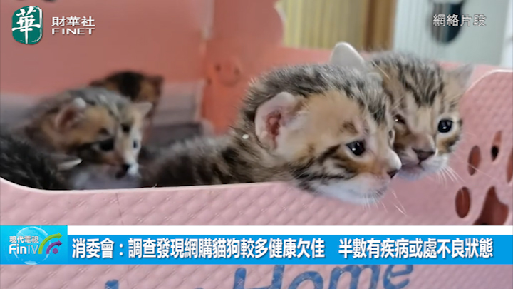 消委會：調查發現網購貓狗較多健康欠佳　半數有疾病或處不良狀態