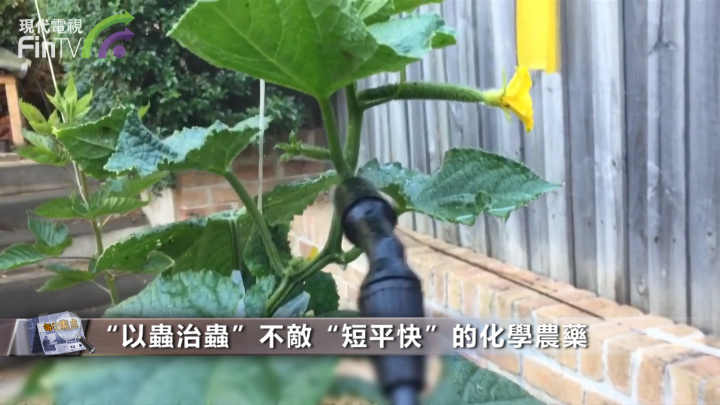 北京投放6.5億頭害蟲天敵還不夠！“以蟲治蟲”的坎有多大？