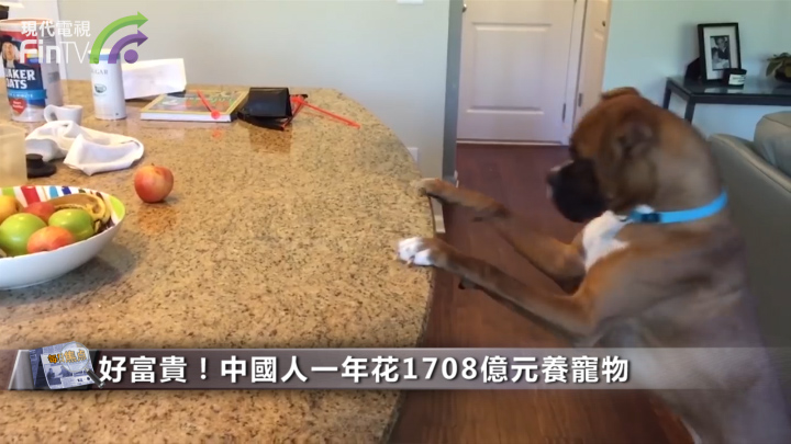 好富贵！中国人一年花1708亿元养宠物