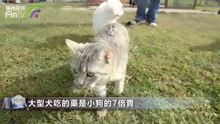 不可思議？每月花一半工資養狗 他們卻說是心甘情願！