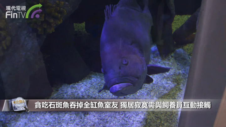 贪吃石斑鱼吞掉全缸鱼室友 独居寂寞需与饲养员互动接触