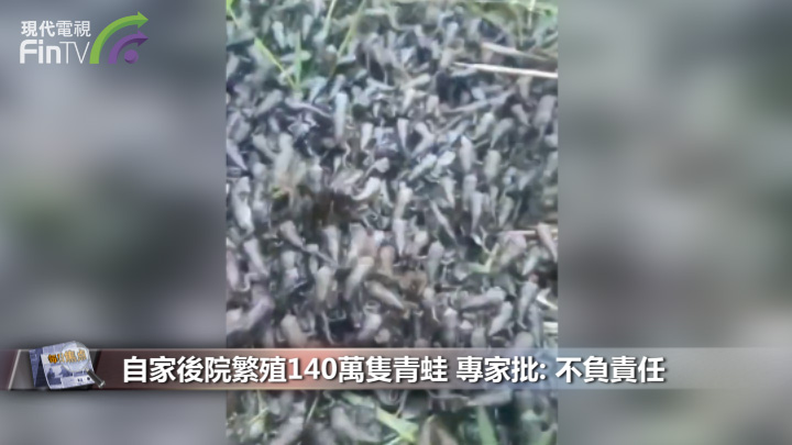 自家後院繁殖140萬隻青蛙 專家批: 不負責任