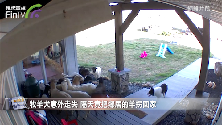牧羊犬意外走失 隔天竟把鄰居的羊拐回家