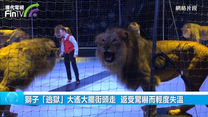 獅子「逃獄」大遙大擺街頭走  返受驚嚇而輕度失溫