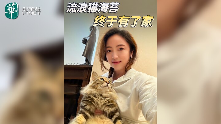 【杜蘭說AI】流浪貓海苔 終於有了家